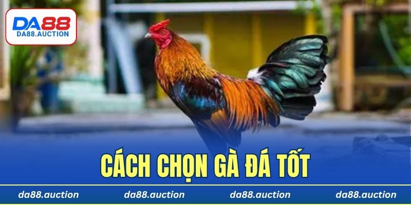cách chọn gà đá tốt