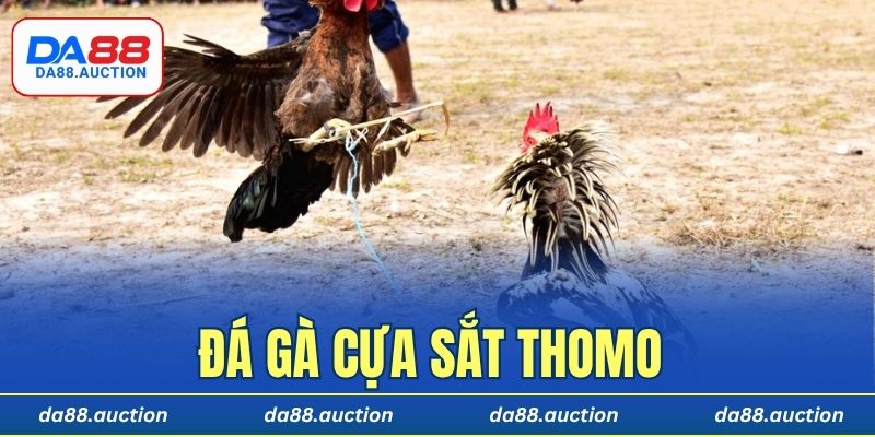 Đá gà cựa sắt Thomo