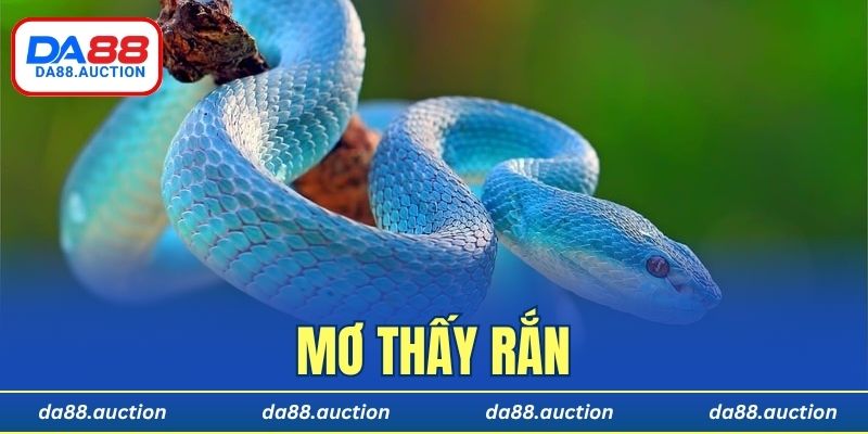 mơ thấy rắn